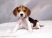 209733_beagle-puppy-1.jpg