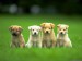 four-beautiful-dogs.jpg