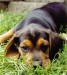 BeagleBlackTanShadowPuppy.jpg