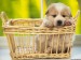 puppy-in-a-basket.jpg
