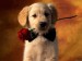 puppy-with-rose-in-mouth.jpg