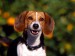 regal-beagle.jpg
