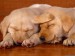 sleeping-on-the-job_lab-puppies.jpg