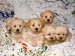 white-mixed-breed-puppies.jpg