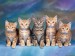 tabby-kittens.jpg