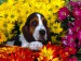 dog-hiding-in-flowers.jpg
